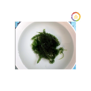 Uvas de mar verde Origen de Vietnam Umibudo natural limpio con textura crujiente y sabor fresco del océano para la exportación - Product Image 2