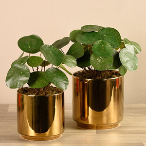 Jardinières et Pots en métal à décor en laiton, meilleure décoration intérieure, Designs de finition peints, jardinière de plantes vertes - Product Image 3