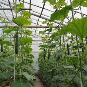 Commercial Single Span Plastic Film Greenhouse for Cucumber Farming in Europe High Yield System - Product Image 3
