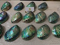 Tailles multiples pour polir la coquille d'ormeau pour la sauge, Offres Spéciales belle coquille d'ormeau brut polonais/naturel intact