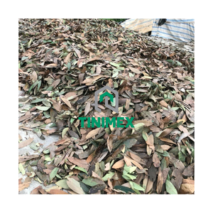 Harga Terbaik untuk Kayu Manis Daun Cassia 100% Berkualitas Tinggi dari Provinsi Yen Bai Langsung dari Pabrik Terpercaya Merek TINIMEX WA+84362512699