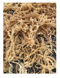 Dried Golden <b>Sea</b> <b>Moss</b> From Vietnam/Wholesale Dried Eucheuma Cottonii Golden Color Cheap Price Standard Export - Product Image 1
