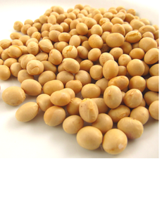 ถั่วเหลืองแห้งออร์แกนิกคุณภาพสูง (บรรจุภัณฑ์แบบขายส่ง) - Product Image 2