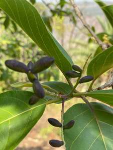 Producto agrícola Haritaki también conocido como Harad Kadukkai o Karakkaya - Product Image 3