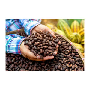 Vente en gros de fèves de cacao de qualité supérieure traitées Dutched Services OEM/ODM d'origine allemande disponibles à bas prix - Product Image 1