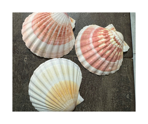 Concha de vieira al por mayor del mar de Vietnam con precio económico-Opción de concha de vieira o concha pulida pintada de 99 Gold Data - Product Image 2