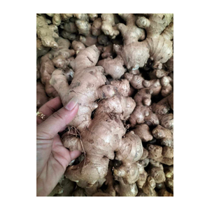 ขิงสดเกรดส่งออกเนื้อแน่นกลิ่นหอมแข็งแรงและอายุการเก็บรักษานานบรรจุสำหรับการจัดส่งระหว่างประเทศ - Product Image 1