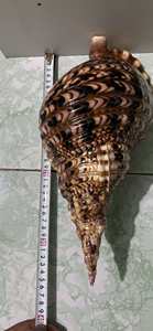 Grande Couronne Triton Conque Coquillages Océanique Naturel Propre Vide Trompette Coquillages Coquillages Du Vietnam - Product Image 5