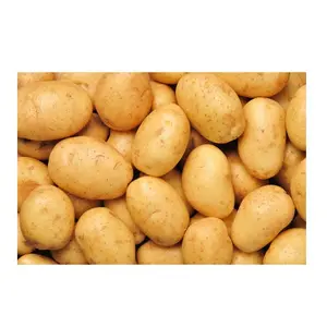 Pommes de terre pommes de terre fraîches qualité nouvelle récolte