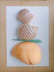 เปลือกหอยทะเลแห้งทะเลธรรมชาติชายหาดหอยสังข์จากเวียดนามตกแต่งบ้านงานฝีมือสไตล์ MS Bella - Product Image 4