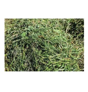 Foin de luzerne de haute qualité pour les bovins et les chevaux à prix économique - Product Image 5