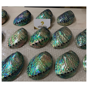 เปลือกหอยเป๋าฮื้อธรรมชาติแบบพรีเมี่ยมสีรุ้งไม่เหมือนใครสำหรับทำเครื่องประดับทำโปรเจกต์งานฝีมือและสั่งซื้อจำนวนมากจากเวียดนาม - Product Image 3