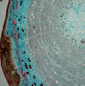 LED Cheap Monoocular Biological <strong>Microscope</strong> Price <strong>Microscope</strong> Biological Laboratory Optical - Product Image 5
