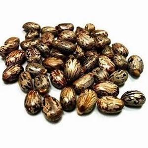 Meilleure qualité 100% graines de ricin naturelles séchées Ricinus communis à vendre au prix de gros - Product Image 5