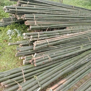 BAMBOO, producto agrícola vietnamita de bambú, arquitectura de paisaje natural al aire libre ecológica - Product Image 1