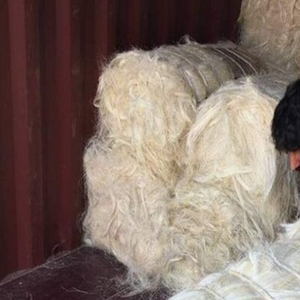 Fibra de Sisal Cruda de Alta Calidad Grado UG en Venta - Product Image 5