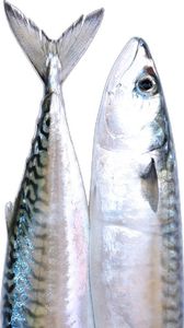 เนื้อปลาทูแอตแลนติกเทียบกับปลาทั้งหมดปลาทูแอตแลนติก - Product Image 5