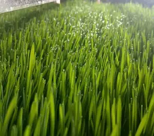 1000 kg day FODDER GROWING CONTAINER HYDROPONIC BARLEY MICRO GREEN NEW DESIGN SMART SYSTEM GRASS GREENHOUSE LETTUCE VEGETABLE