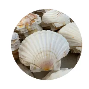Giá tốt nhất Seashell sẵn sàng để Xuất Khẩu-sò điệp Vỏ-Vỏ Sò vỏ cua cho hàng thủ công (MS. thi + 84 988 872 713)