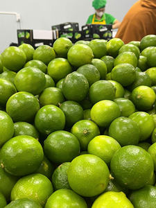 La nature est jus bombe frais vietnamien sans pépins citron vert premium agrumes exportateur - Product Image 3