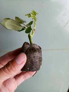 Tabletas de turba de Coco para exportación desde Vietnam/turba de coco con precio competitivo y alta calidad/pellet de fibra de coco - Product Image 4