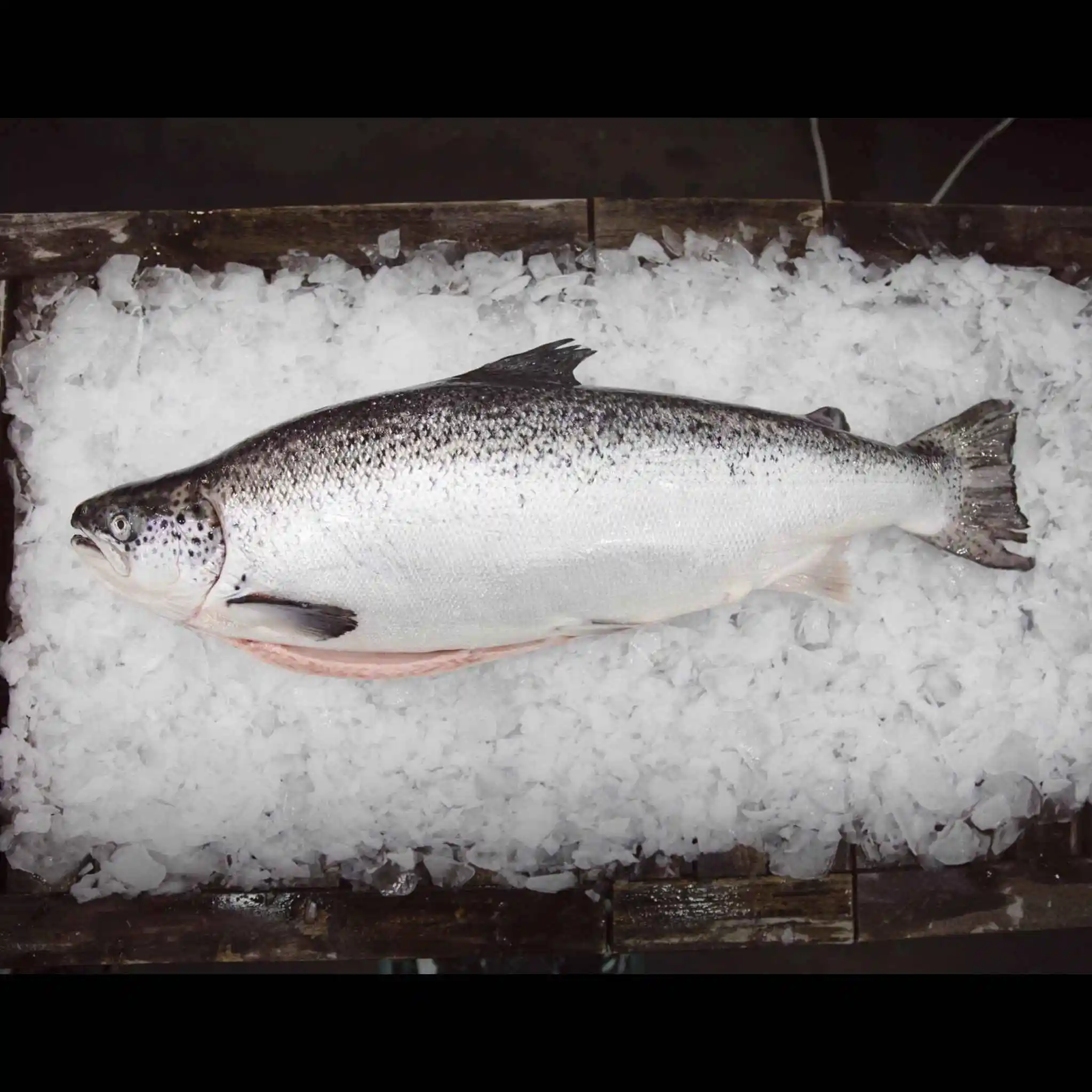 Salmon Fish Frozen Fresh Salmon Fish for sale