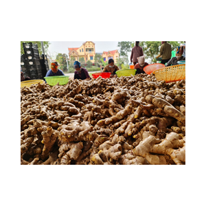 Rhizome naturel garni de gingembre frais pour le tranchage en dés et la préparation prête, cultivé au Vietnam, de haute qualité emballé dans des sacs en filet - Product Image 3