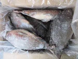 Tilapia Negra Congelada sin Piel, Envío Rápido, Venta al por Mayor, Empaquetado a Granel - Product Image 5