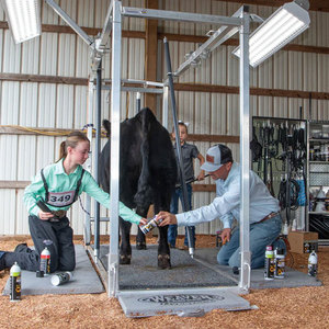 Chất lượng cao đúc sẵn bò sữa gia súc trang trại đổ bò chuồng nhà PVC màng tùy chỉnh Cấu trúc thép đa chức năng Thỏ - Product Image 4