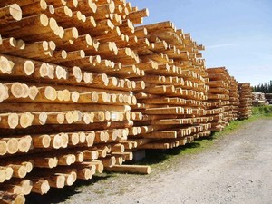 Estacas de madera de eucalipto de hasta 2m al por mayor-Estacas de jardín de madera natural para soporte de árboles, cercado y uso agrícola - Product Image 6