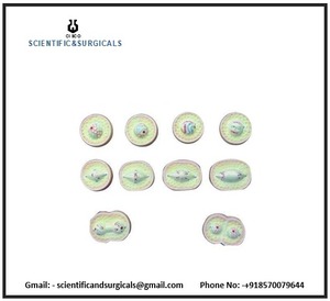 Bộ 12 mô hình phân chia tế bào động vật màu và mô hình phân bào chi tiết cho các cuộc Biểu tình khoa học y tế - Product Image 3