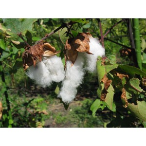 Algodón Brasileño Orgánico Crudo de Fibra Extra Larga de Primera Calidad, Ecológico, Antibacteriano, Blanqueado, de la Mejor Calidad - Product Image 1