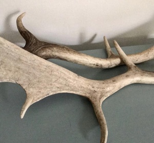 Beste Qualität Hirschgeweih, Red Deer Antlers Hörner zu verkaufen