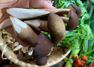 CHAMPIGNONS TERMITES cultivés Source entière séchée Type de traitement brut - Product Image 2