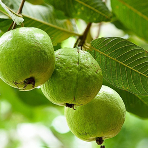 Polvo de guayaba rosa de calidad superior Muestra gratis Jugo de frutas secas mixtas para alimentos y bebidas Bebida Premium Polvo mixto de frutas - Product Image 3