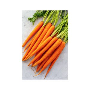 Proveedor de Verduras Frescas al Por Mayor al Precio Más Bajo, Zanahorias Naranjas con Entrega Rápida, Compre Zanahorias Naturales Frescas en Venta, Obtenga la Cosecha Más Reciente - Product Image 5