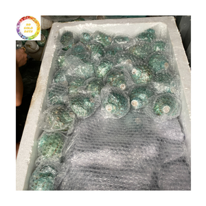 Premium Green Turbo Shell Natural Sea Shell para decoración, manualidades y acuarios - Product Image 4