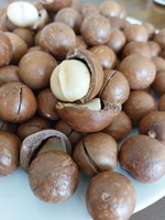 Échantillon gratuit de noix de macadamia grillées en gros craquelées> collation nutritive de taille 25mm pour la consommation directe des fabricants du Vietnam