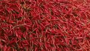 Chili rojo seco a la venta - Product Image 3