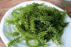 Ventes en gros de fruits de mer - Raisins de mer - Caviar vert - Caulerpa Lentillifera - Umibudou - Raisins de mer déshydratés provenant d'un exportateur vietnamien - Product Image 4