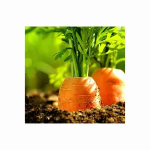Nuova stagione esportazione naturale arancione rosso fresco e dolce croccante carota fresca carota fresca da verdure fresche carote semi per chi