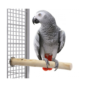 HOT HOT HOT 2024 | PERCHE D'OISEAU EN BOIS DE CAFÉ DE QUALITÉ SUPÉRIEURE, BON PRIX-LE MEILLEUR CHOIX POUR VOUS/Mme Thi - Product Image 2