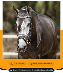 Bride de cheval vénitien en édition limitée de haute qualité du fournisseur indien authentique Bride saisonnière de réduction de poids en gros - Product Image 2