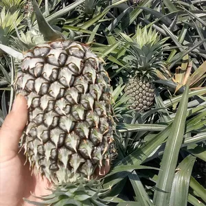 成熟的Ananas excellente越南水果菠萝新鲜优质金色菠萝，价格有竞争力