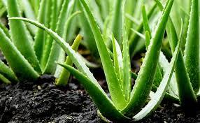 Aloe Vera frais-HAUTE QUALITÉ DU VIET NAM - 100% NATUREL-MEILLEUR PRIX // Mme Beatrix - Product Image 6