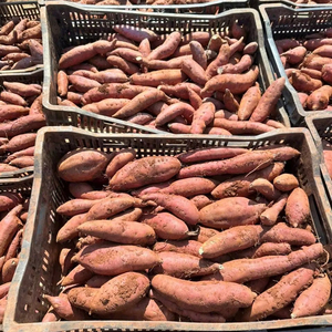 Batata Dulce Fresca de Vietnam Disponible para Exportación a Granel con Larga Vida Útil y Gran Sabor Natural - Product Image 1