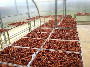 เมล็ดมะขามคุณภาพสูงราคาดีที่สุดจากเวียดนามสำหรับผู้ผลิตในประเทศไทย - Product Image 4