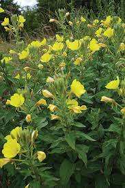 น้ำมันอีฟนิ่งพริมโรสบริสุทธิ์และเป็นธรรมชาติ100% บำบัดน้ำมันอีฟนิ่งพริมโรสจากอินเดีย - Product Image 2