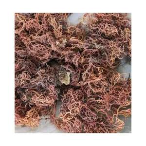 Wildcraft Organic Sun Dry Irish Sea Moss sin sal de Vietnam Purple SeaMoss Materia prima para hacer gel de musgo marino - Product Image 4