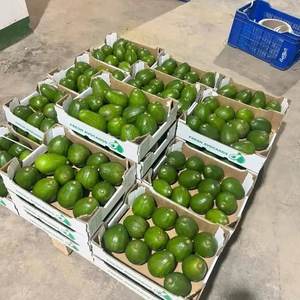 EXPORTATION D'AVOCAT BIOLOGIQUE DE QUALITÉ - Product Image 5